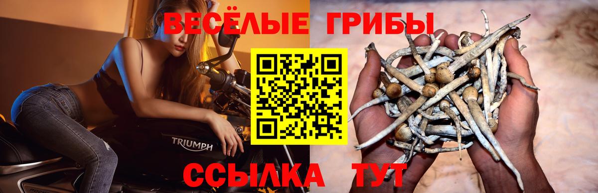 Галлюциногенные грибы Psilocybine cubensis  Вход с VPN  Евпатория  Псилоцибиновые грибы Cubensis 